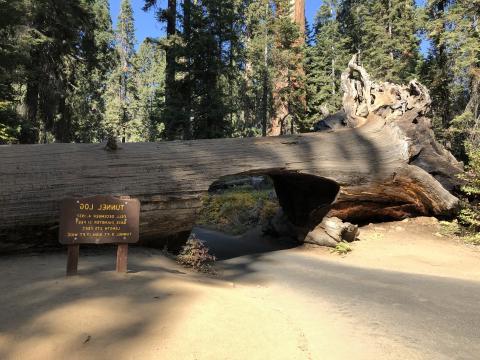 Federal Highways Association, Western Federal Lands Highways Division pavement preservation project at Sequoia National Park